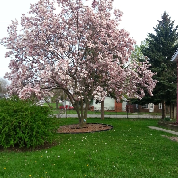 Meet your Posher, Roxanne - Picture 4 of 4